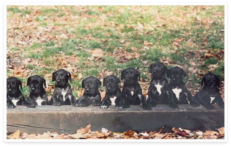 Great dane puppies