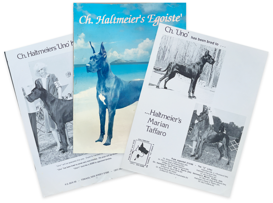 Great danes in advertising magazines